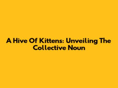 A Hive Of Kittens: Unveiling The Collective Noun