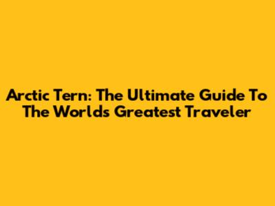 Arctic Tern: The Ultimate Guide To The World's Greatest Traveler