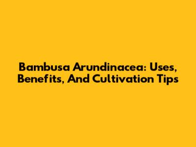 Bambusa Arundinacea: Uses, Benefits, And Cultivation Tips
