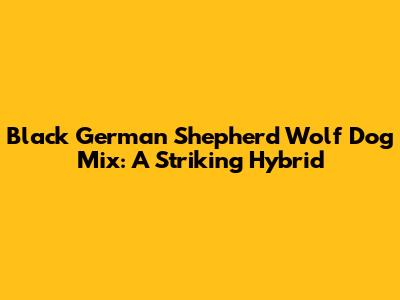 Black German Shepherd Wolf Dog Mix: A Striking Hybrid