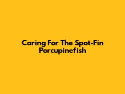 Caring For The Spot-Fin Porcupinefish