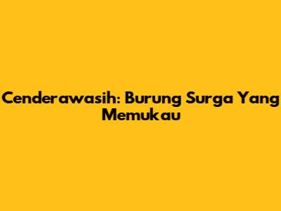 Cenderawasih: Burung Surga Yang Memukau