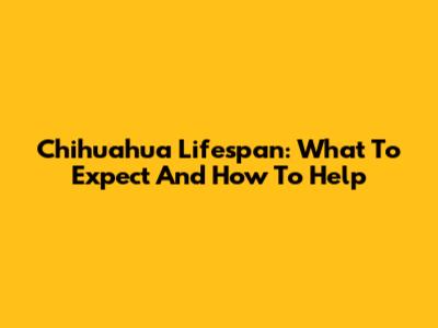 Chihuahua Lifespan: What To Expect And How To Help