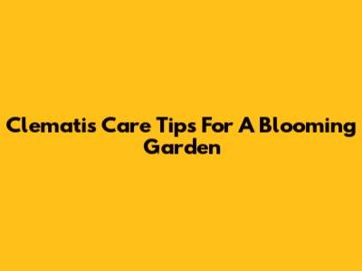 Clematis Care Tips For A Blooming Garden