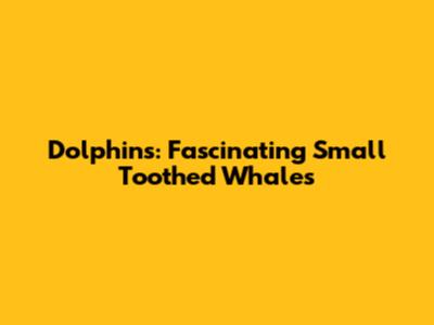 Dolphins: Fascinating Small Toothed Whales