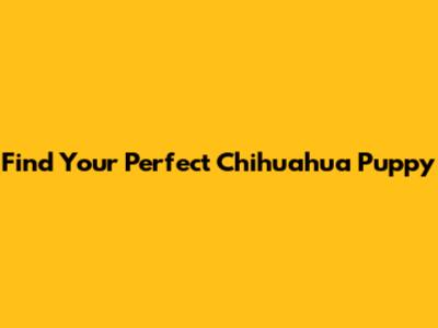Find Your Perfect Chihuahua Puppy