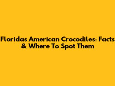 Florida's American Crocodiles: Facts & Where To Spot Them