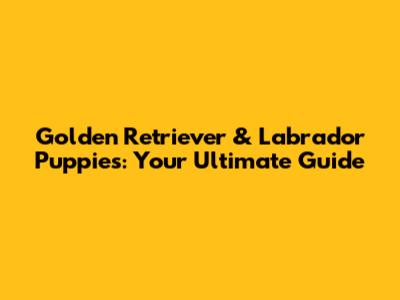 Golden Retriever & Labrador Puppies: Your Ultimate Guide