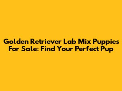 Golden Retriever Lab Mix Puppies For Sale: Find Your Perfect Pup