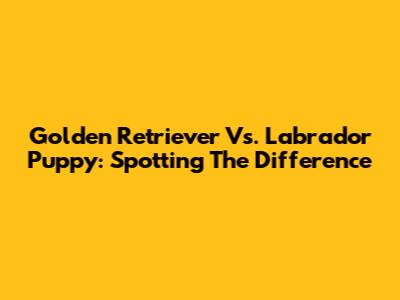 Golden Retriever Vs. Labrador Puppy: Spotting The Difference