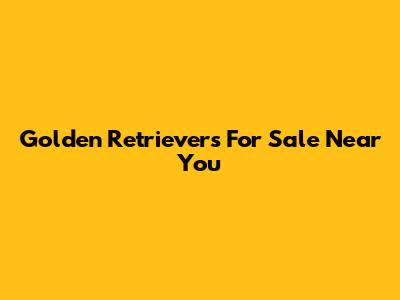 Golden Retrievers For Sale Near You