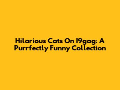 Hilarious Cats On I9gag: A Purrfectly Funny Collection