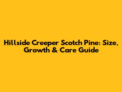 Hillside Creeper Scotch Pine: Size, Growth & Care Guide