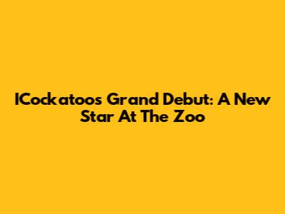 ICockatoo's Grand Debut: A New Star At The Zoo