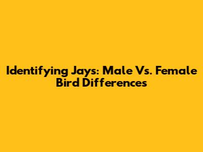 Identifying Jays: Male Vs. Female Bird Differences