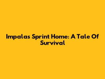 Impala's Sprint Home: A Tale Of Survival