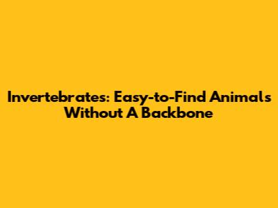 Invertebrates: Easy-to-Find Animals Without A Backbone