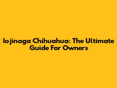 Iojinaga Chihuahua: The Ultimate Guide For Owners