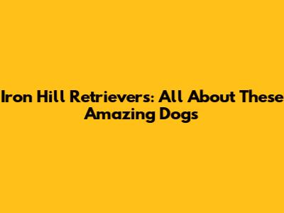 Iron Hill Retrievers: All About These Amazing Dogs