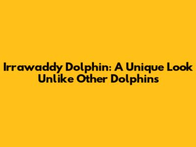 Irrawaddy Dolphin: A Unique Look Unlike Other Dolphins