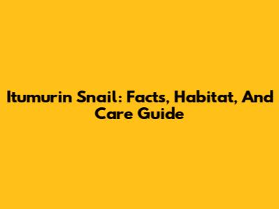 Itumurin Snail: Facts, Habitat, And Care Guide