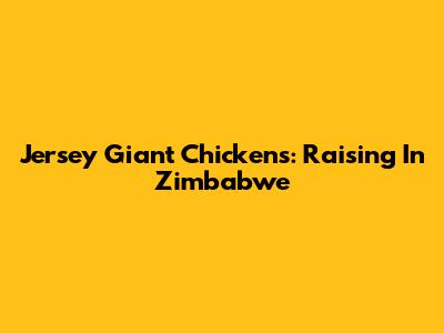 Jersey Giant Chickens: Raising In Zimbabwe