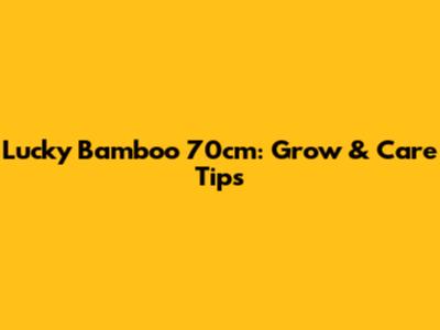 Lucky Bamboo 70cm: Grow & Care Tips