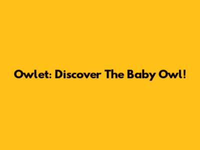 Owlet: Discover The Baby Owl!