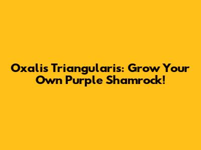 Oxalis Triangularis: Grow Your Own Purple Shamrock!