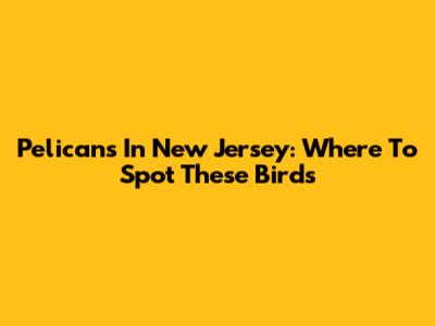 Pelicans In New Jersey: Where To Spot These Birds