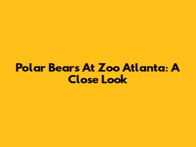 Polar Bears At Zoo Atlanta: A Close Look
