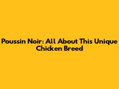 Poussin Noir: All About This Unique Chicken Breed