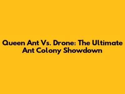 Queen Ant Vs. Drone: The Ultimate Ant Colony Showdown
