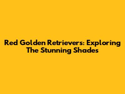 Red Golden Retrievers: Exploring The Stunning Shades