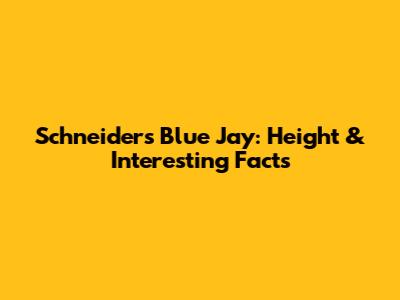 Schneider's Blue Jay: Height & Interesting Facts