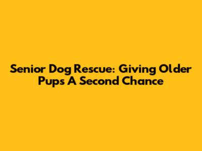 Senior Dog Rescue: Giving Older Pups A Second Chance