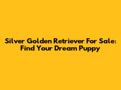 Silver Golden Retriever For Sale: Find Your Dream Puppy