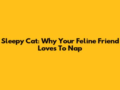 Sleepy Cat: Why Your Feline Friend Loves To Nap