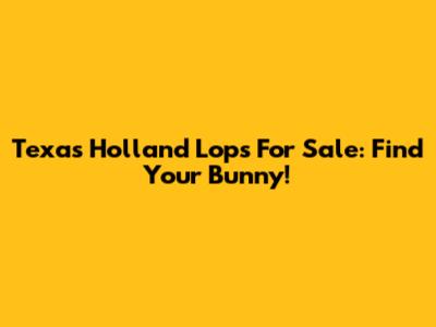 Texas Holland Lops For Sale: Find Your Bunny!