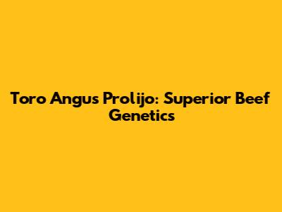 Toro Angus Prolijo: Superior Beef Genetics