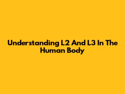 Understanding L2 And L3 In The Human Body