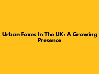 Urban Foxes In The UK: A Growing Presence
