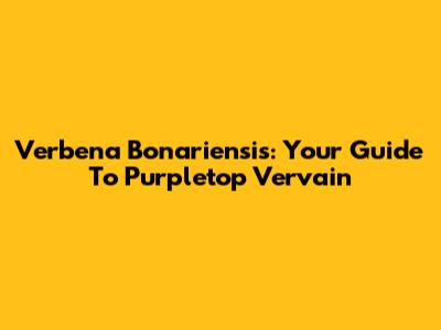 Verbena Bonariensis: Your Guide To Purpletop Vervain