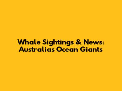 Whale Sightings & News: Australia's Ocean Giants