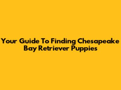 Your Guide To Finding Chesapeake Bay Retriever Puppies